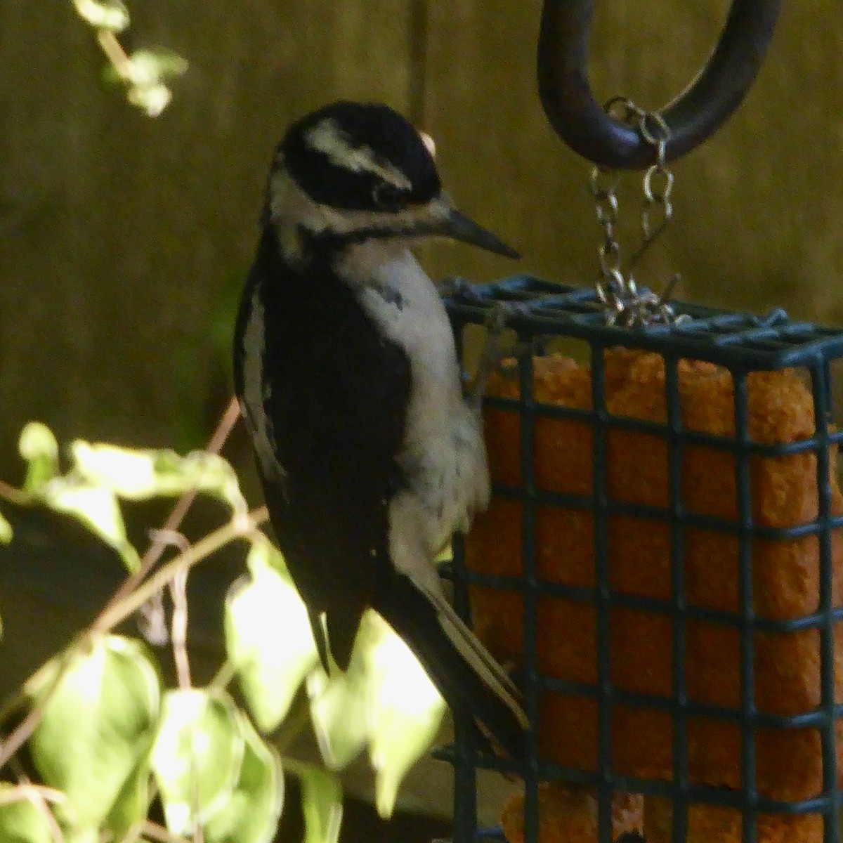 Hairy Woodpecker - ML624018440