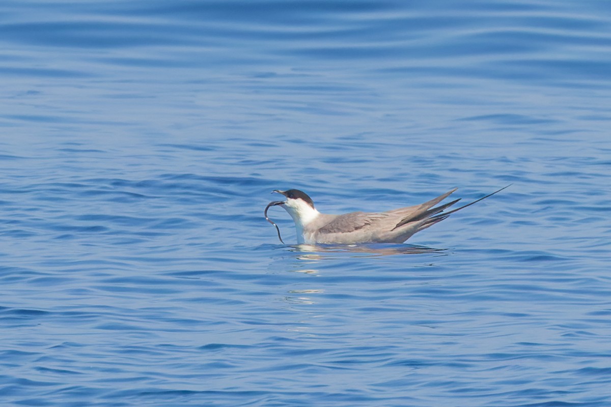 Long-tailed Jaeger - Mike Andersen