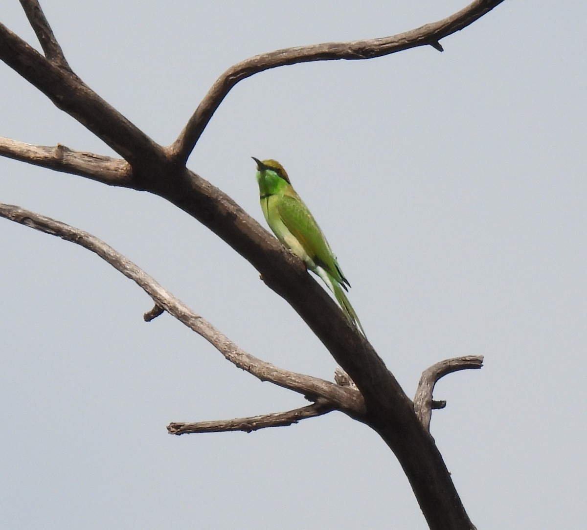 Asian Green Bee-eater - ML624018448