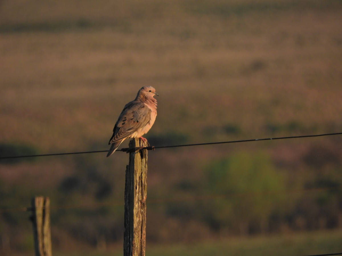 Eared Dove - ML624018488