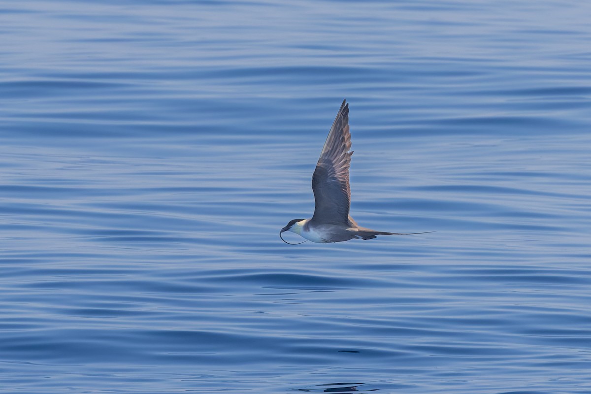 Long-tailed Jaeger - Mike Andersen