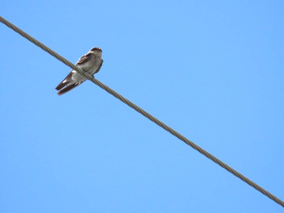 Gray-throated Martin - 韋勳 陳