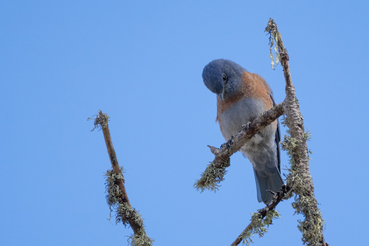 Western Bluebird - ML624018517