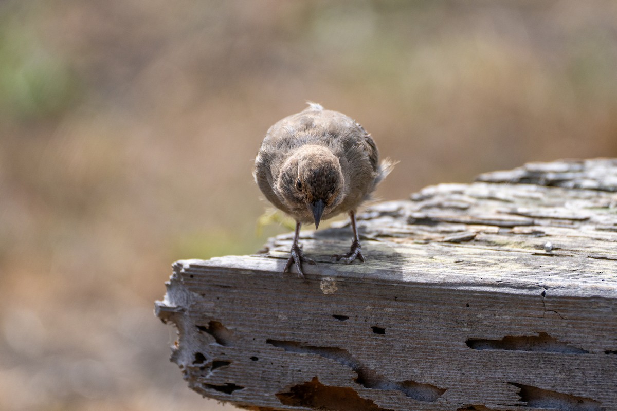 California Towhee - ML624018525