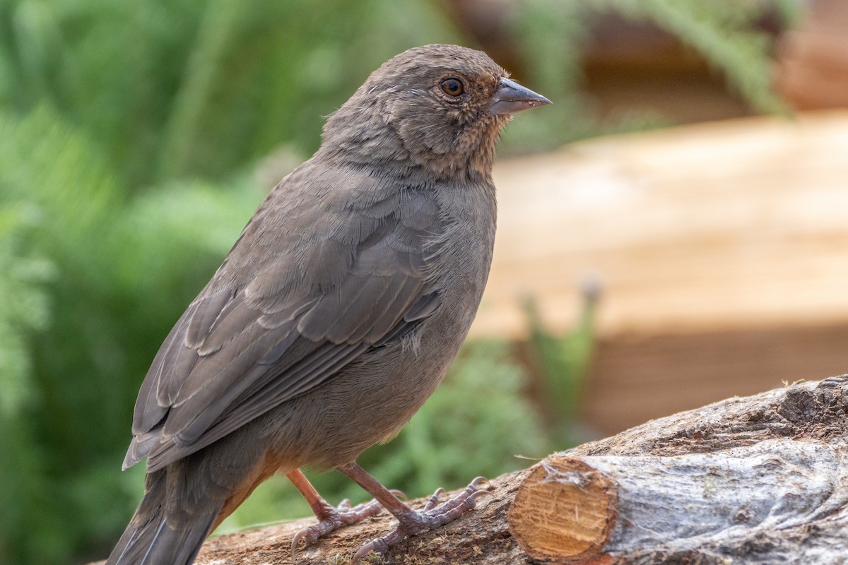 California Towhee - ML624018526