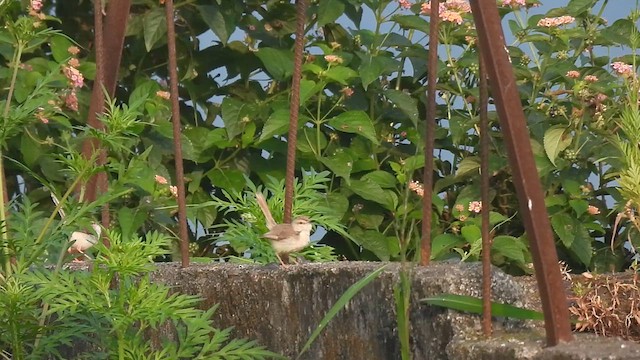 Plain Prinia - ML624018537