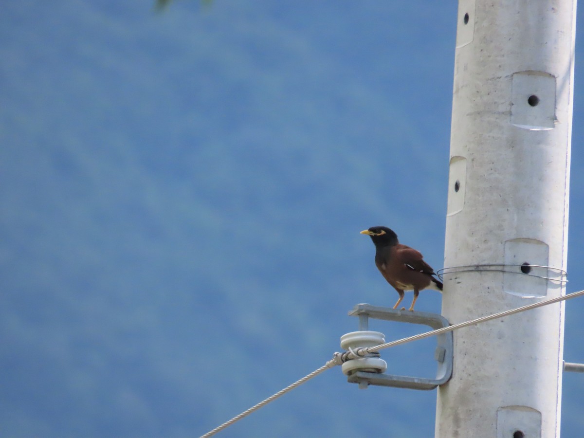 Common Myna - ML624018539