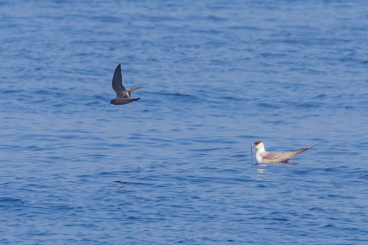 Black Storm-Petrel - Mike Andersen