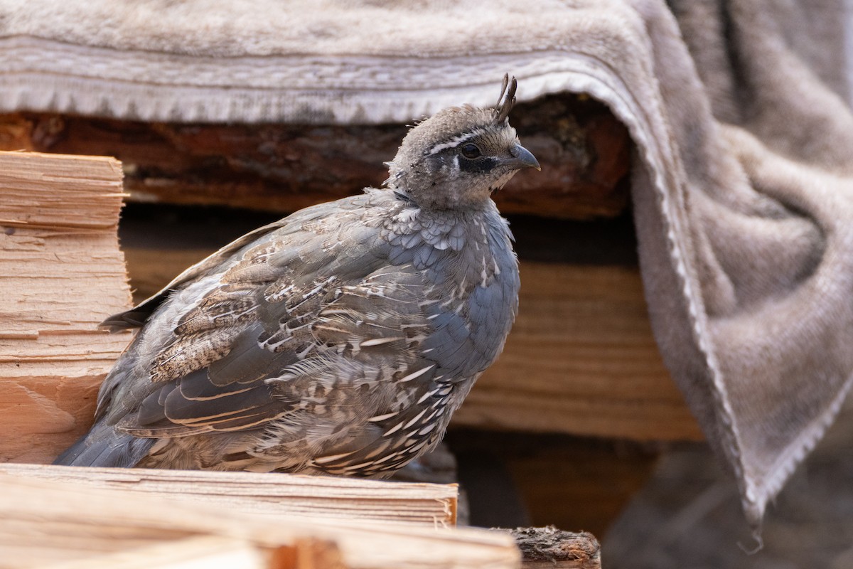 California Quail - ML624018550