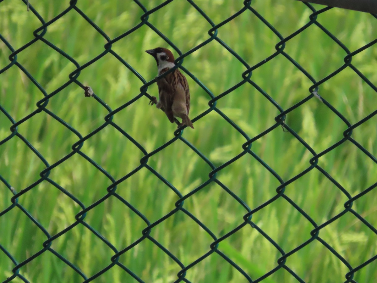 Eurasian Tree Sparrow - 韋勳 陳