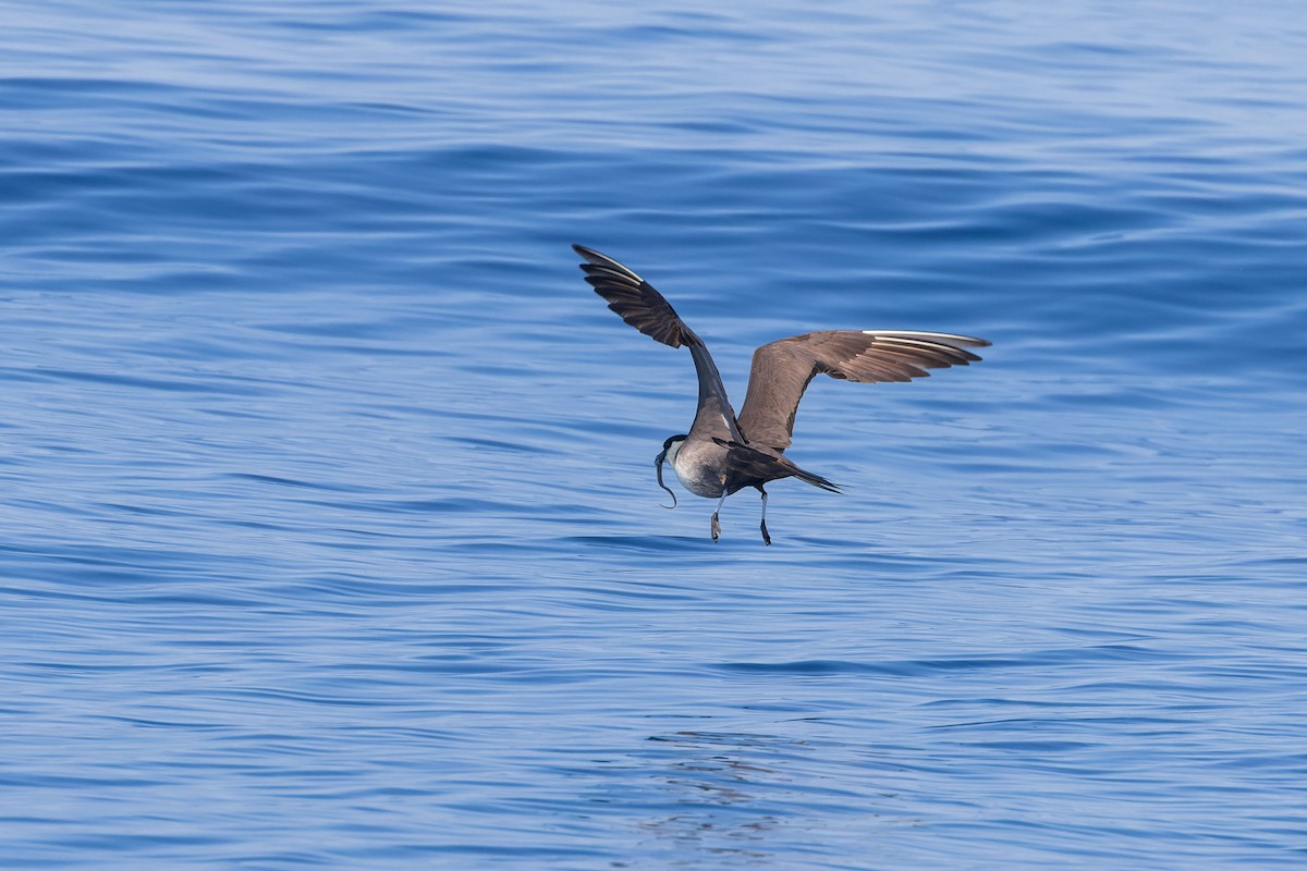 Long-tailed Jaeger - Mike Andersen