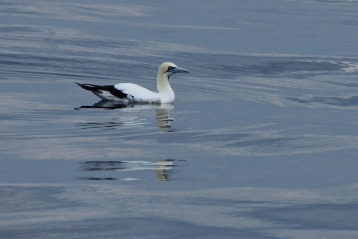 Cape Gannet - ML624018580