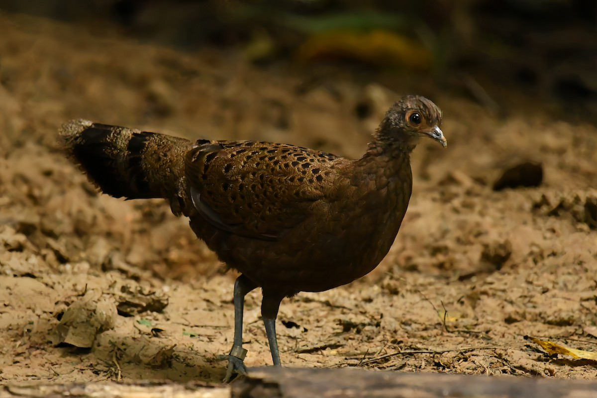 Malayan Peacock-Pheasant - Qin Huang