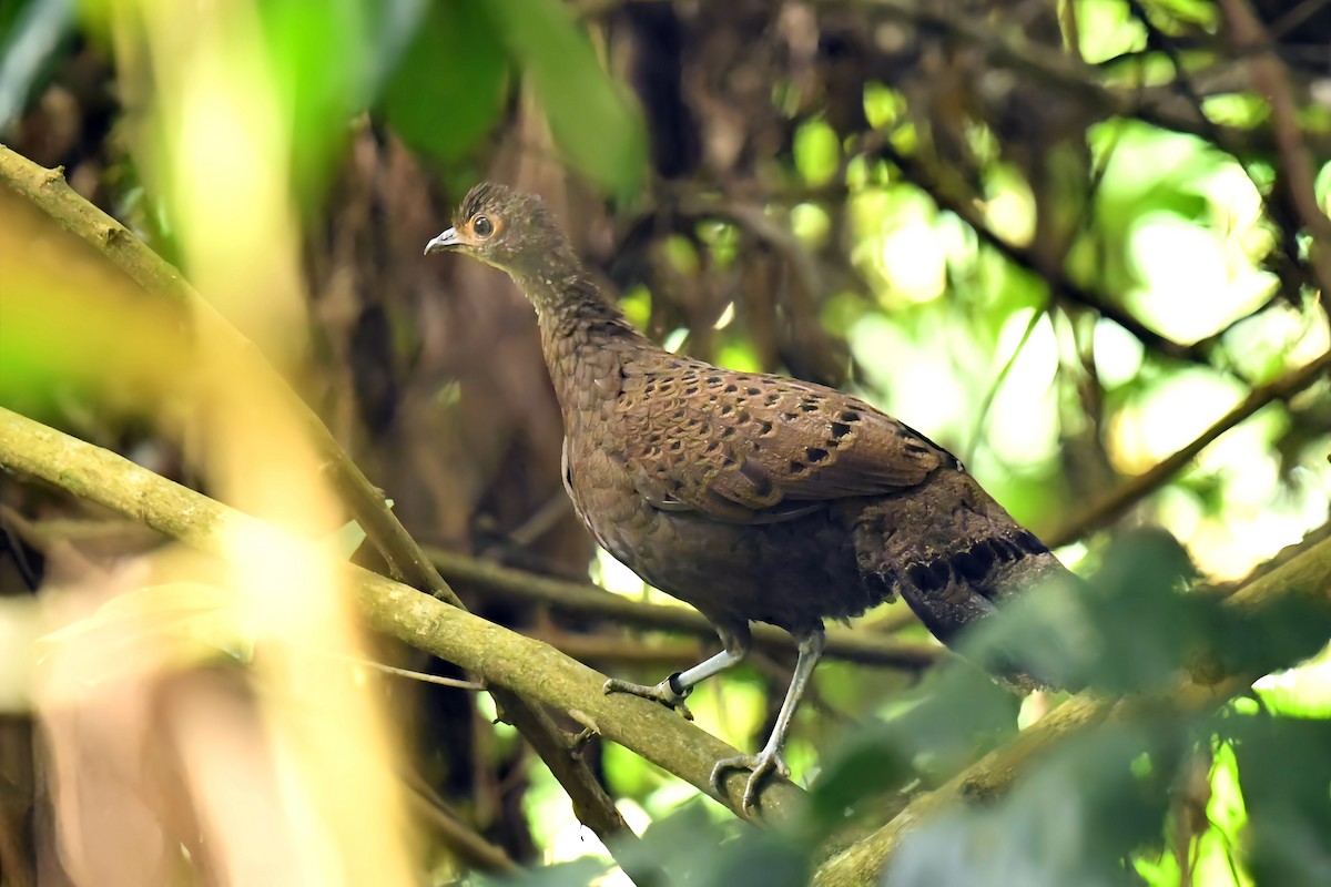 Malayan Peacock-Pheasant - ML624018582