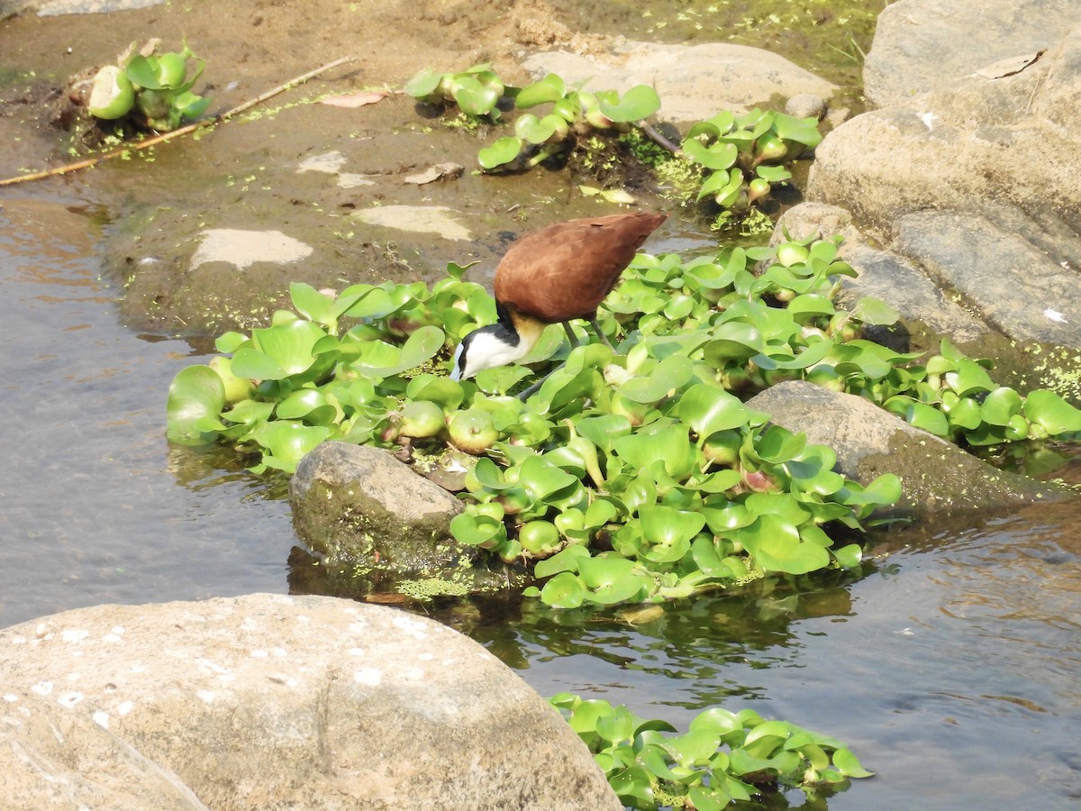 African Jacana - Usha Tatini