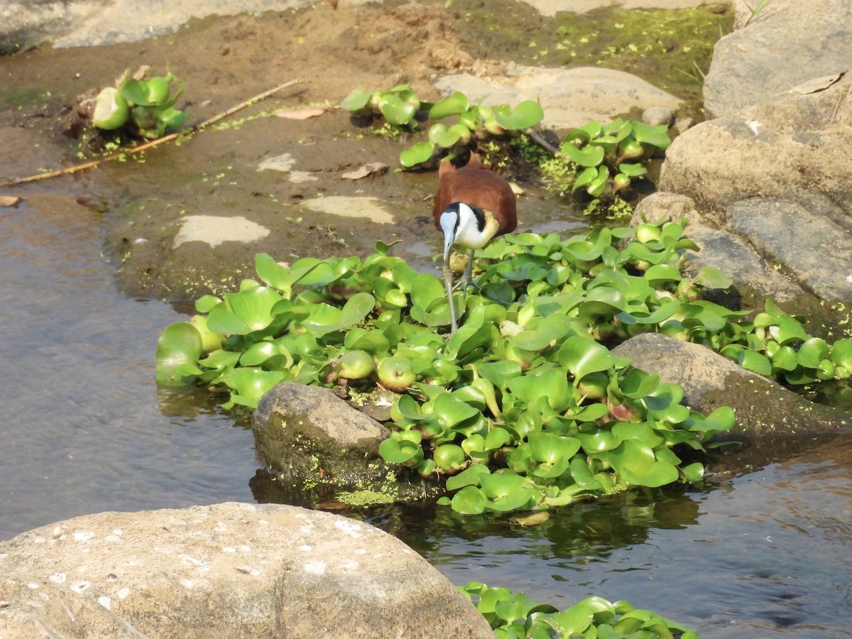 African Jacana - ML624018593