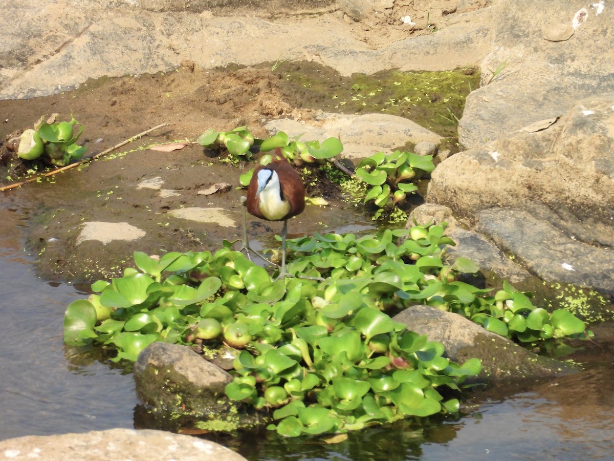 African Jacana - ML624018594