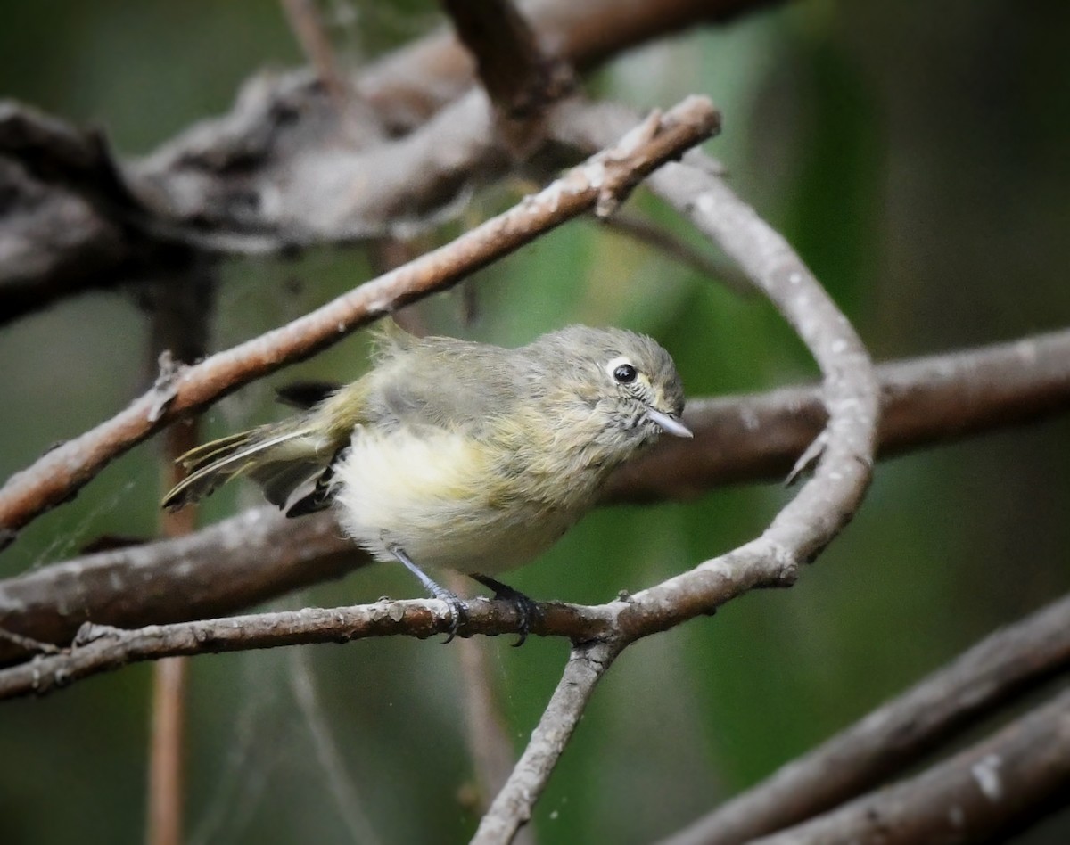 eikevireo - ML624018604