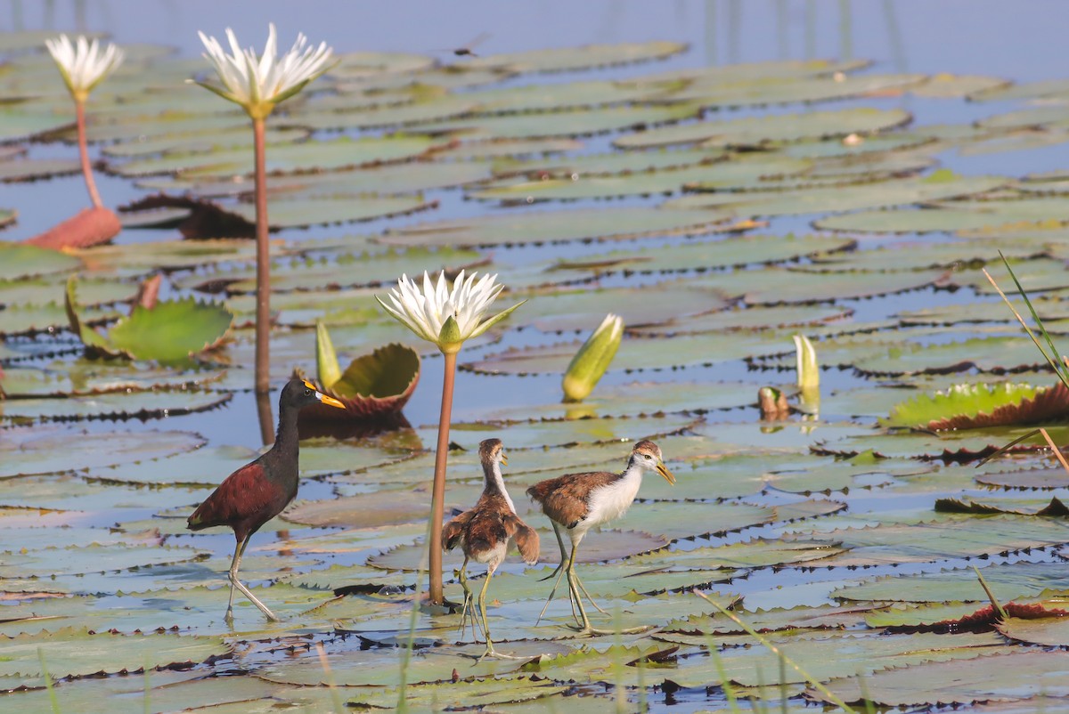 Northern Jacana - ML624018609