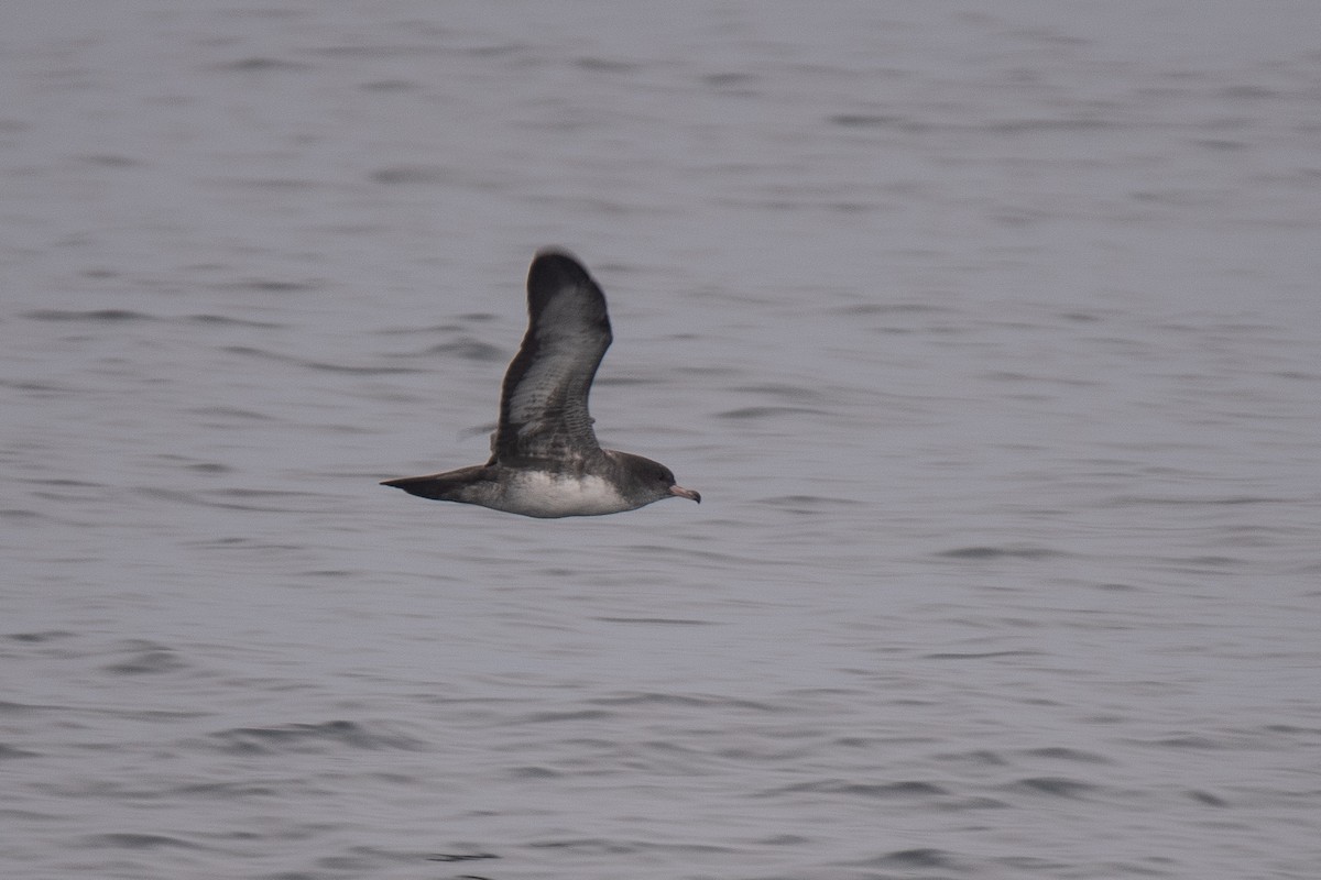 Pink-footed Shearwater - ML624018623