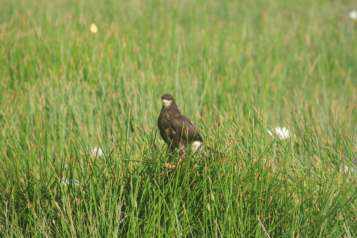 Snail Kite - ML624018626