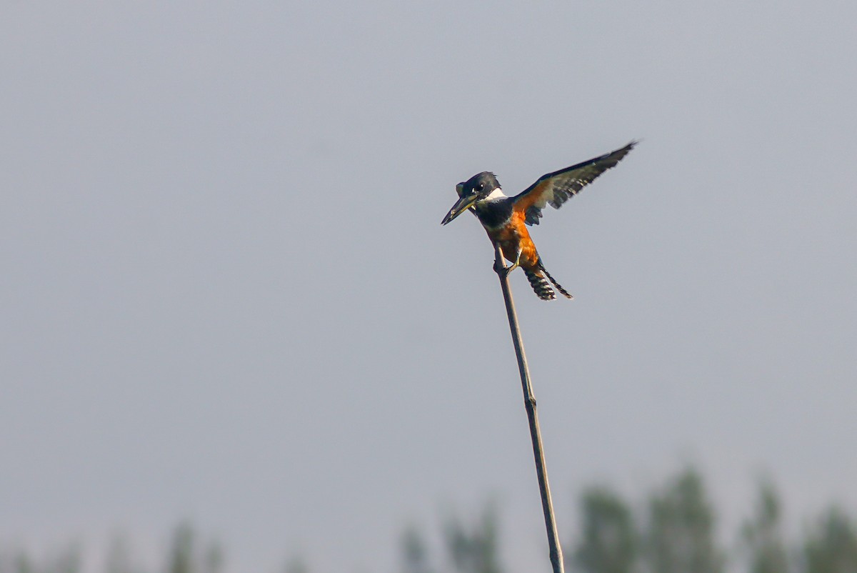 Ringed Kingfisher - ML624018629