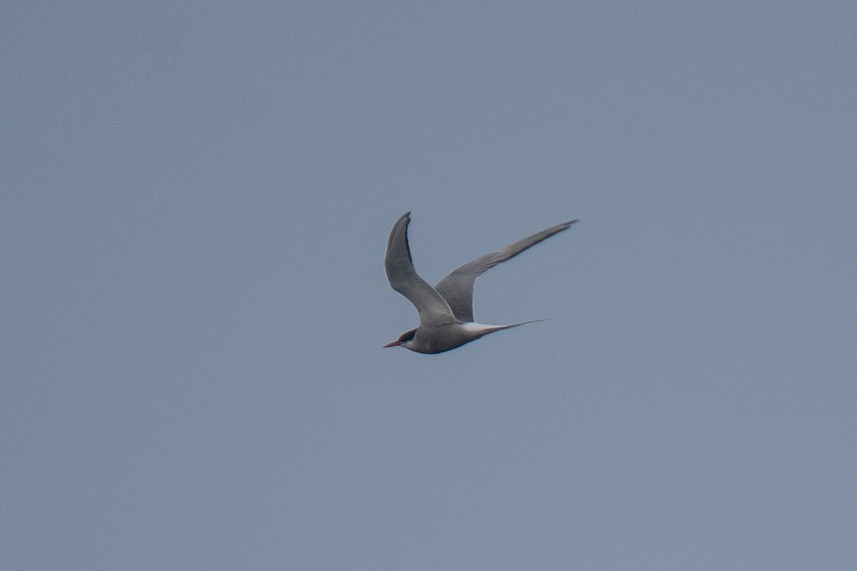 Arctic Tern - ML624018633