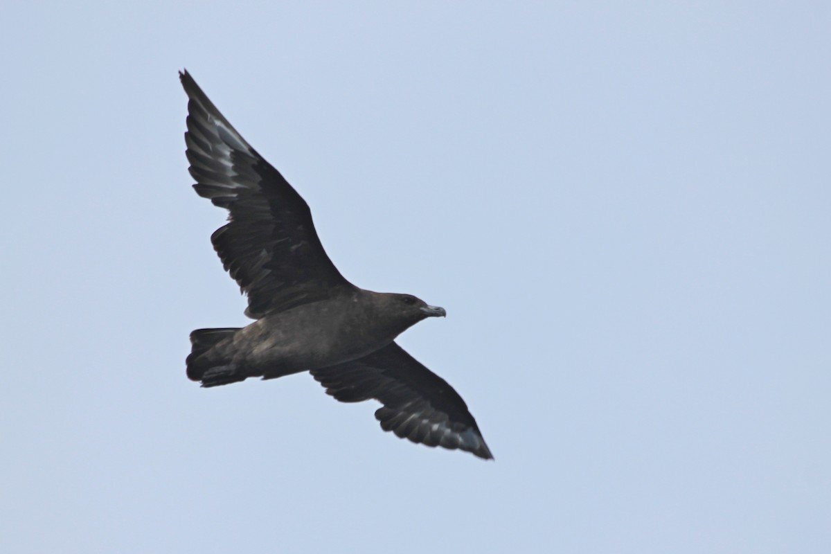 Brown Skua (Subantarctic) - Tim van der Meer