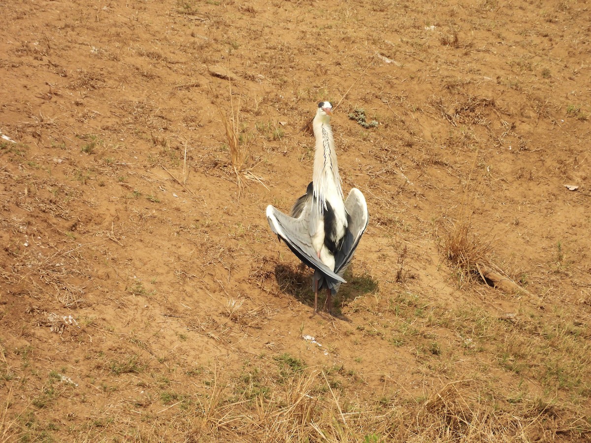 Gray Heron (Gray) - ML624018649