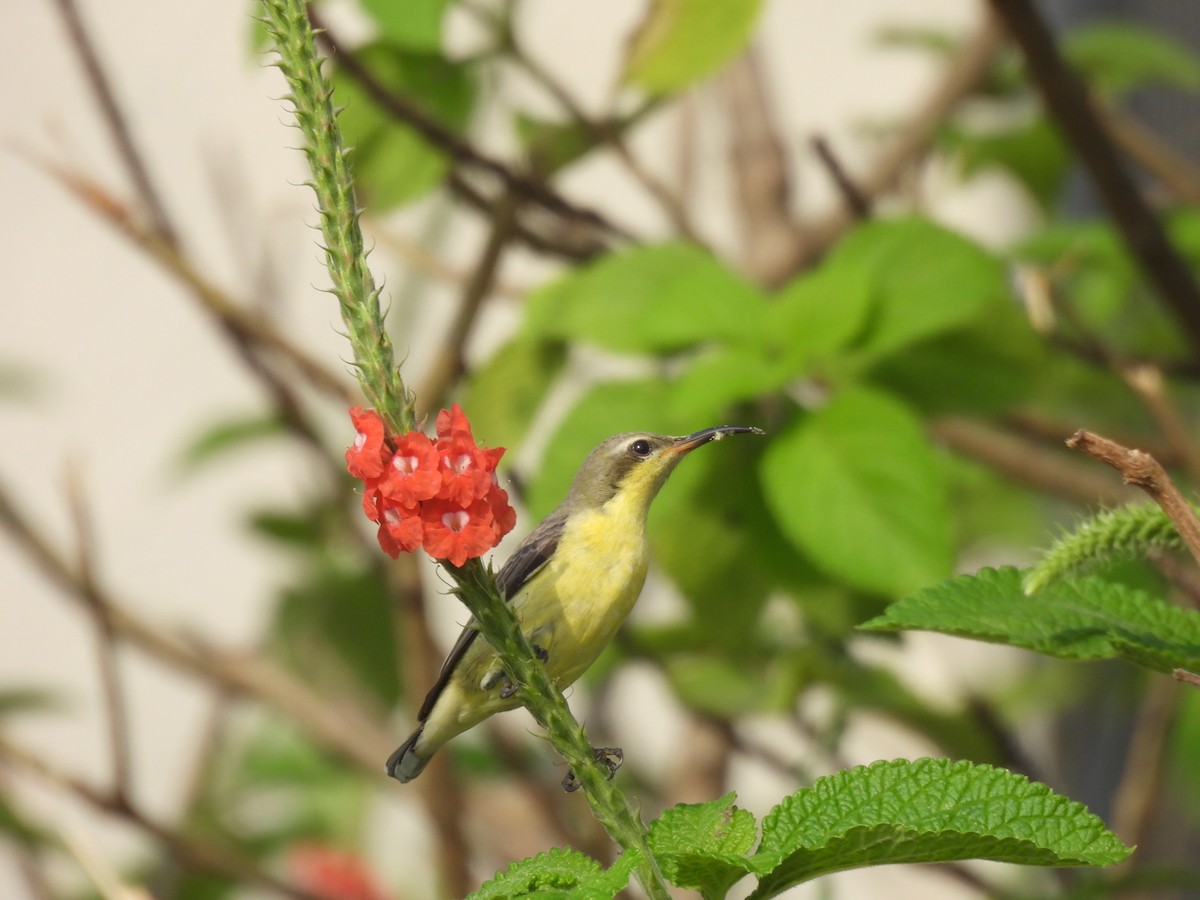 Purple-rumped Sunbird - ML624018650