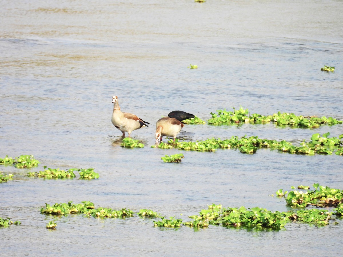 Glossy Ibis - ML624018652