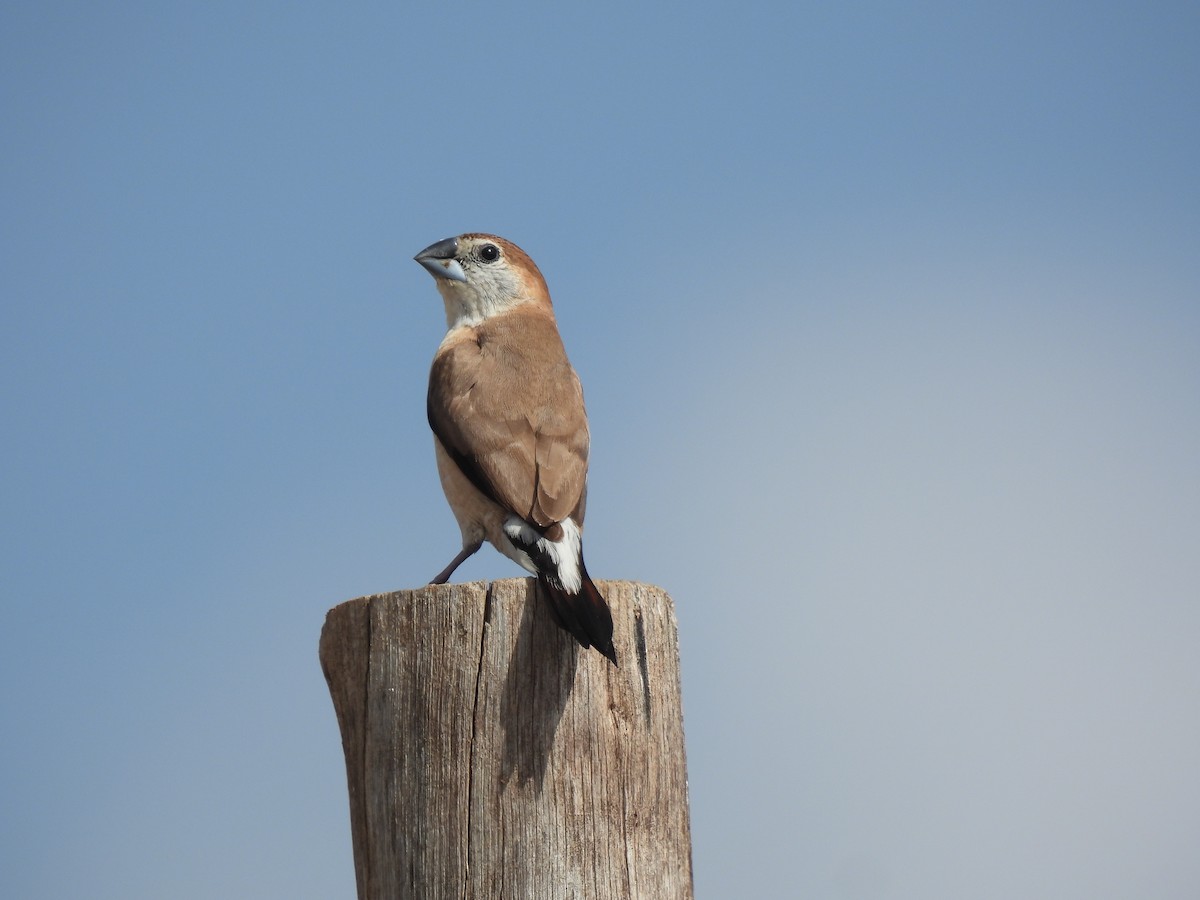 Indian Silverbill - ML624018654