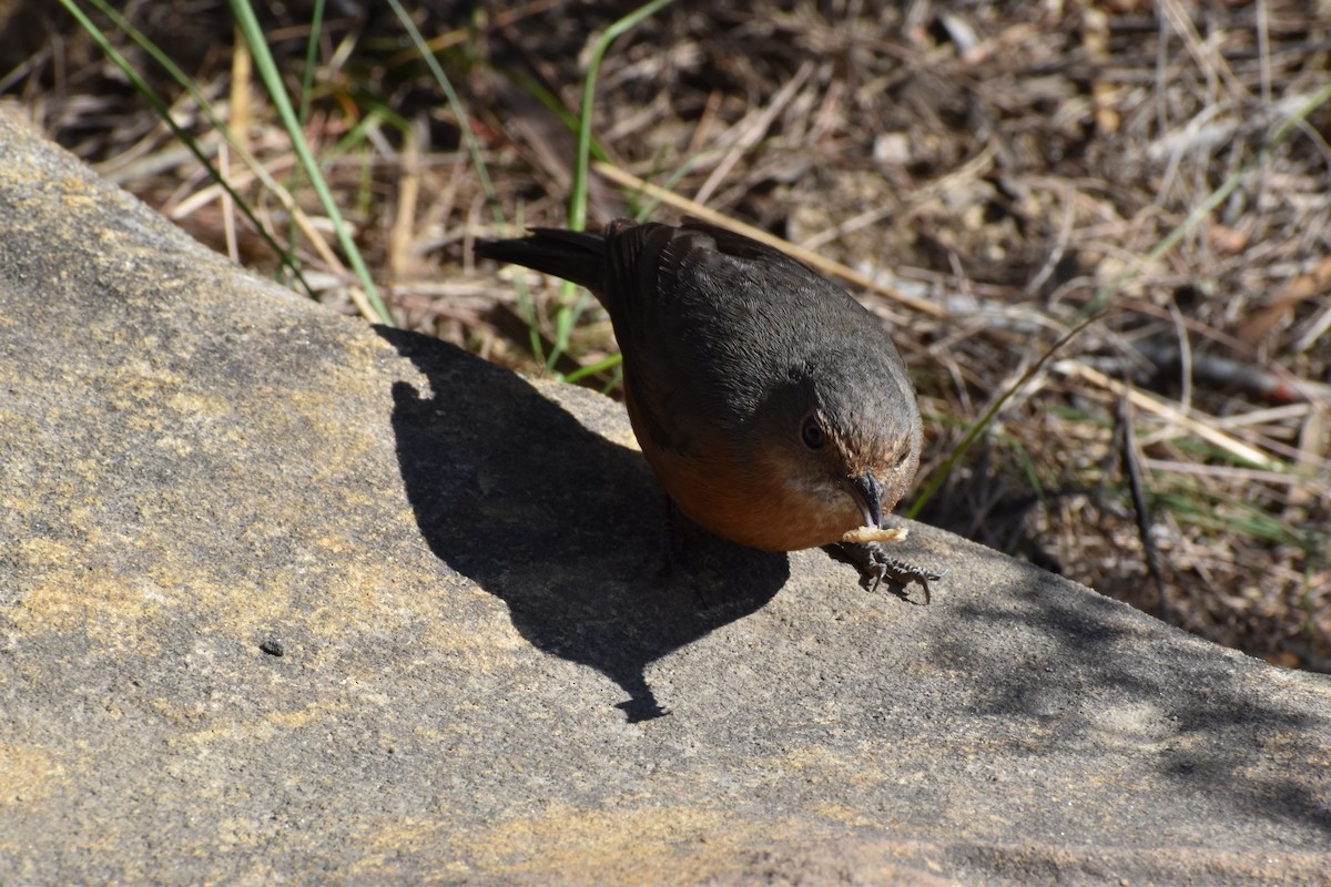 Rockwarbler - ML624018655