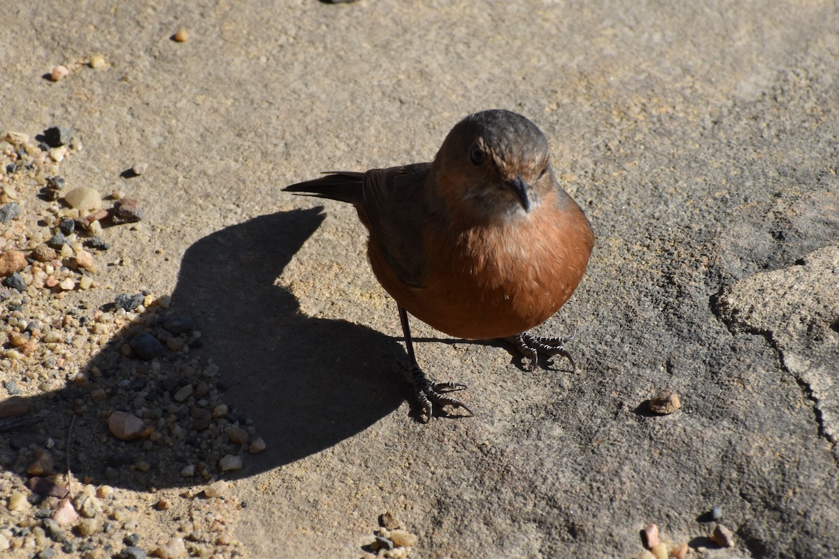 Rockwarbler - ML624018656