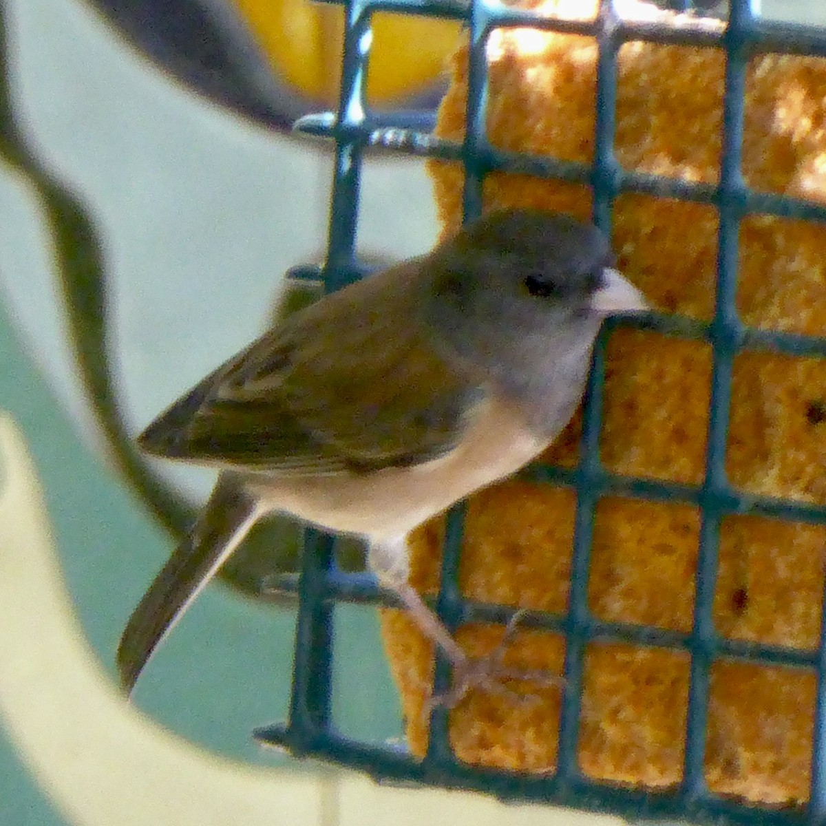 Dark-eyed Junco (Oregon) - ML624018657