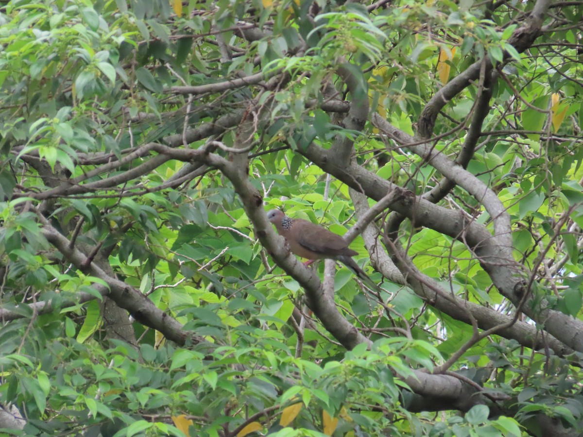 Spotted Dove - ML624018658