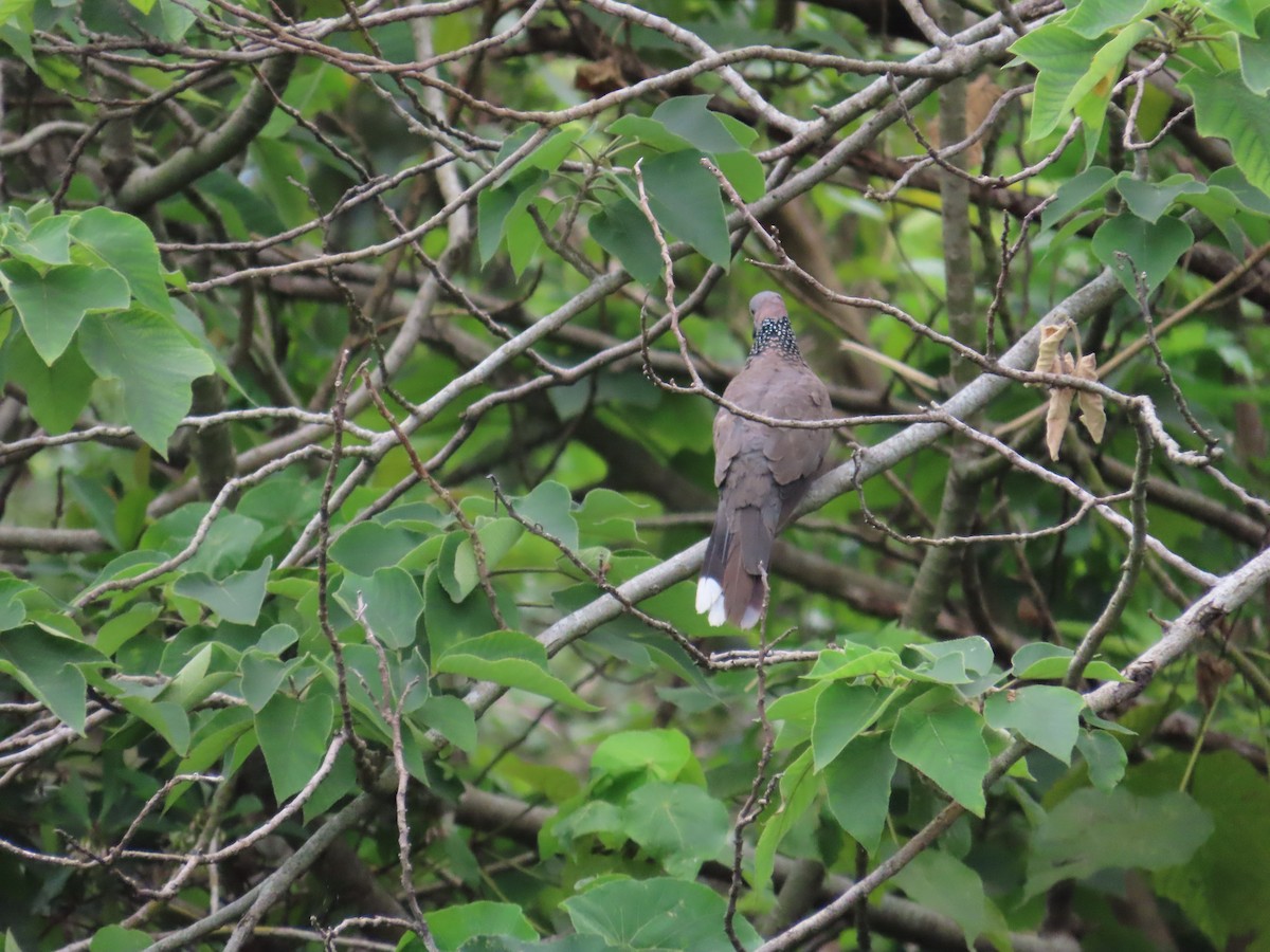 Spotted Dove - ML624018659