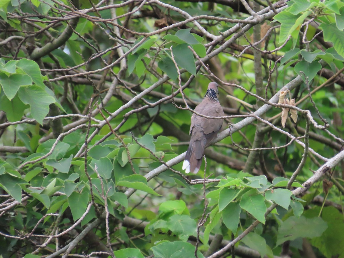 Spotted Dove - ML624018660