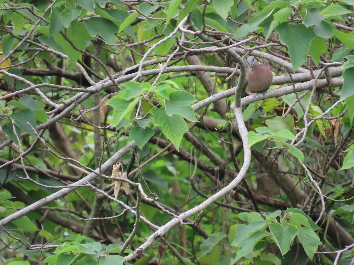 Spotted Dove - ML624018661