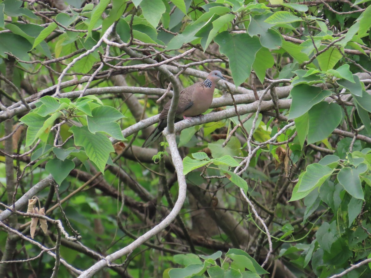 Spotted Dove - ML624018662