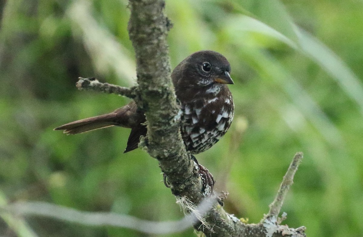 Fox Sparrow (Sooty) - ML624018664