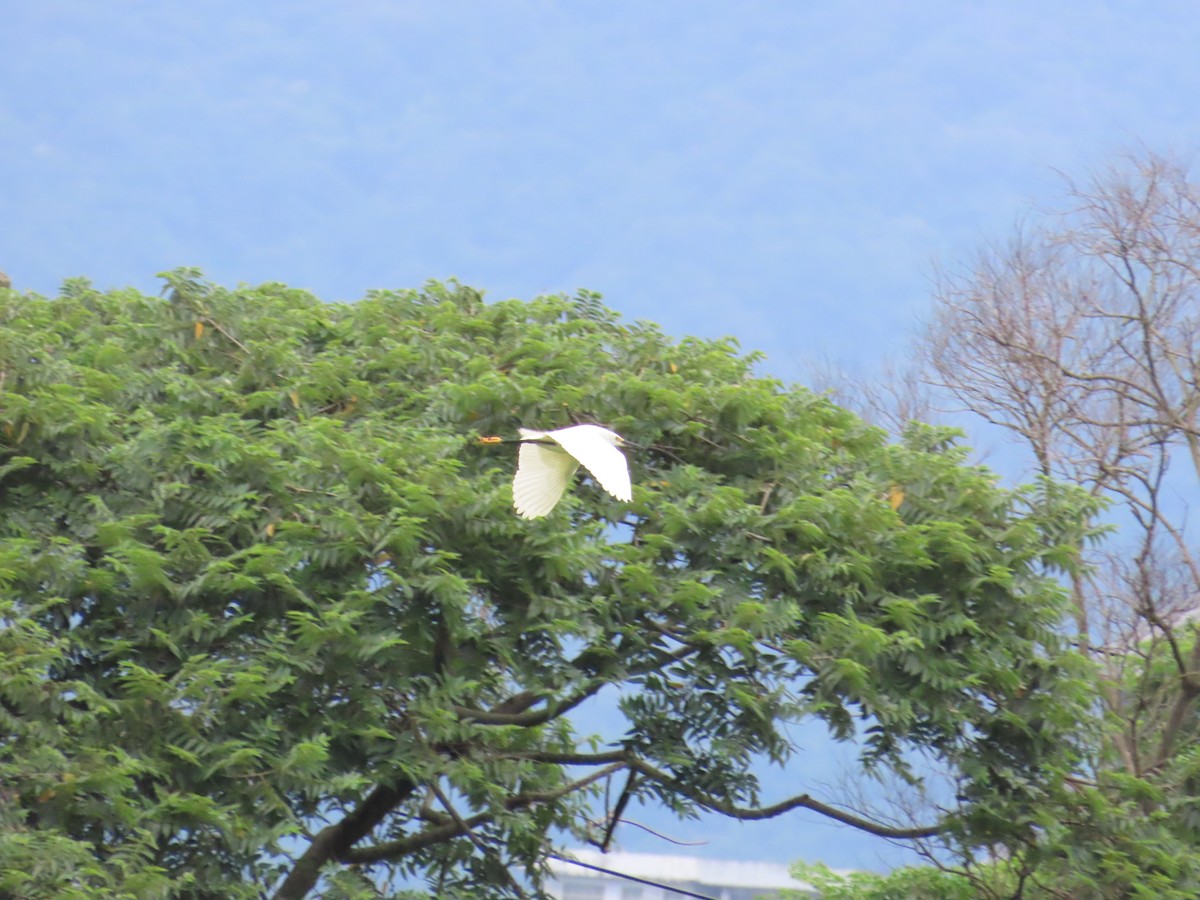 Little Egret - ML624018665