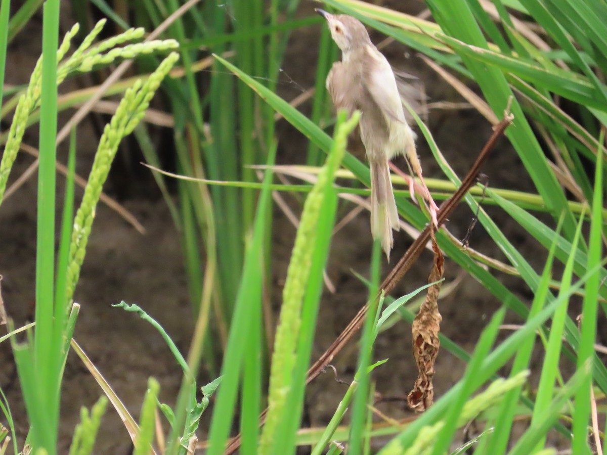 Plain Prinia - ML624018668