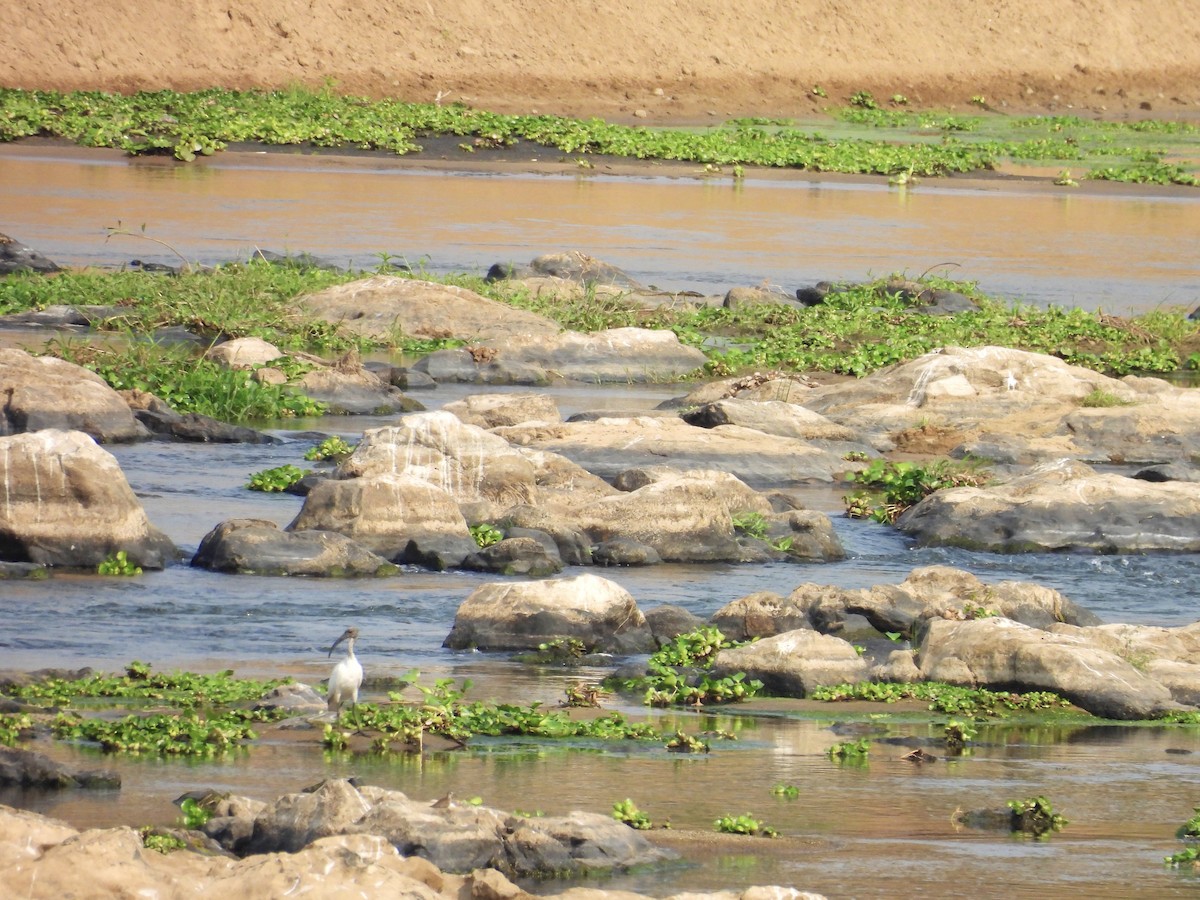 African Sacred Ibis - ML624018669