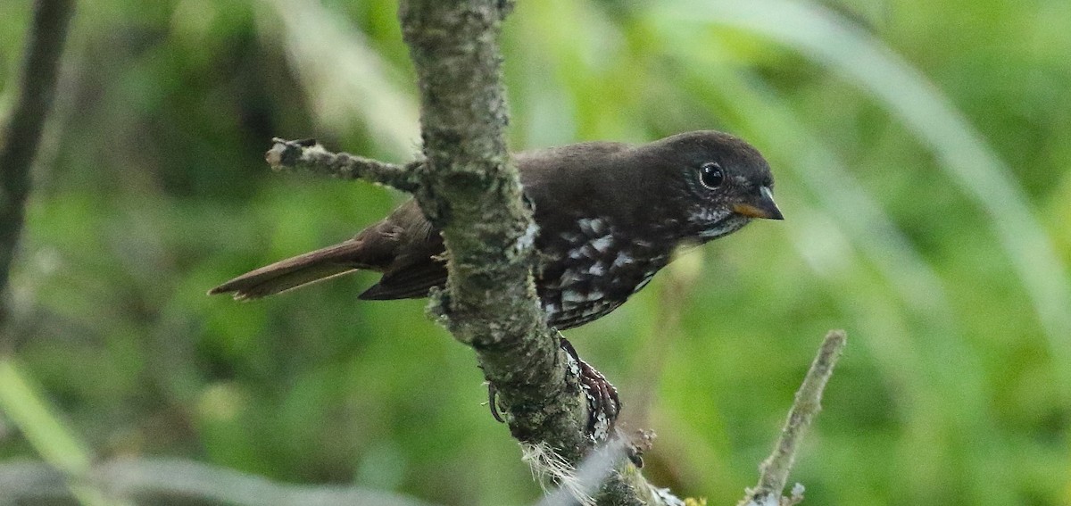 Fox Sparrow (Sooty) - ML624018672