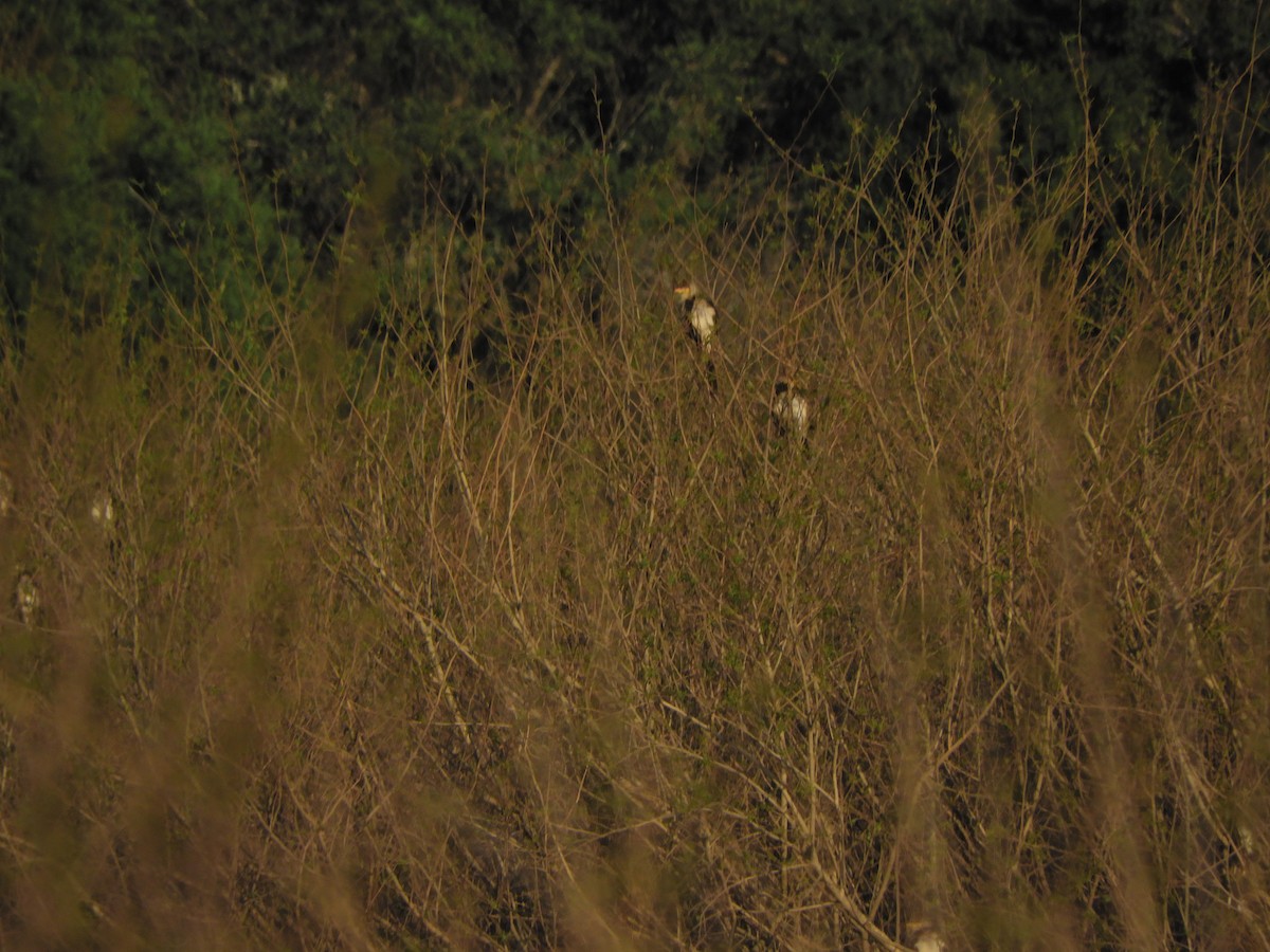 Guira Cuckoo - ML624018673