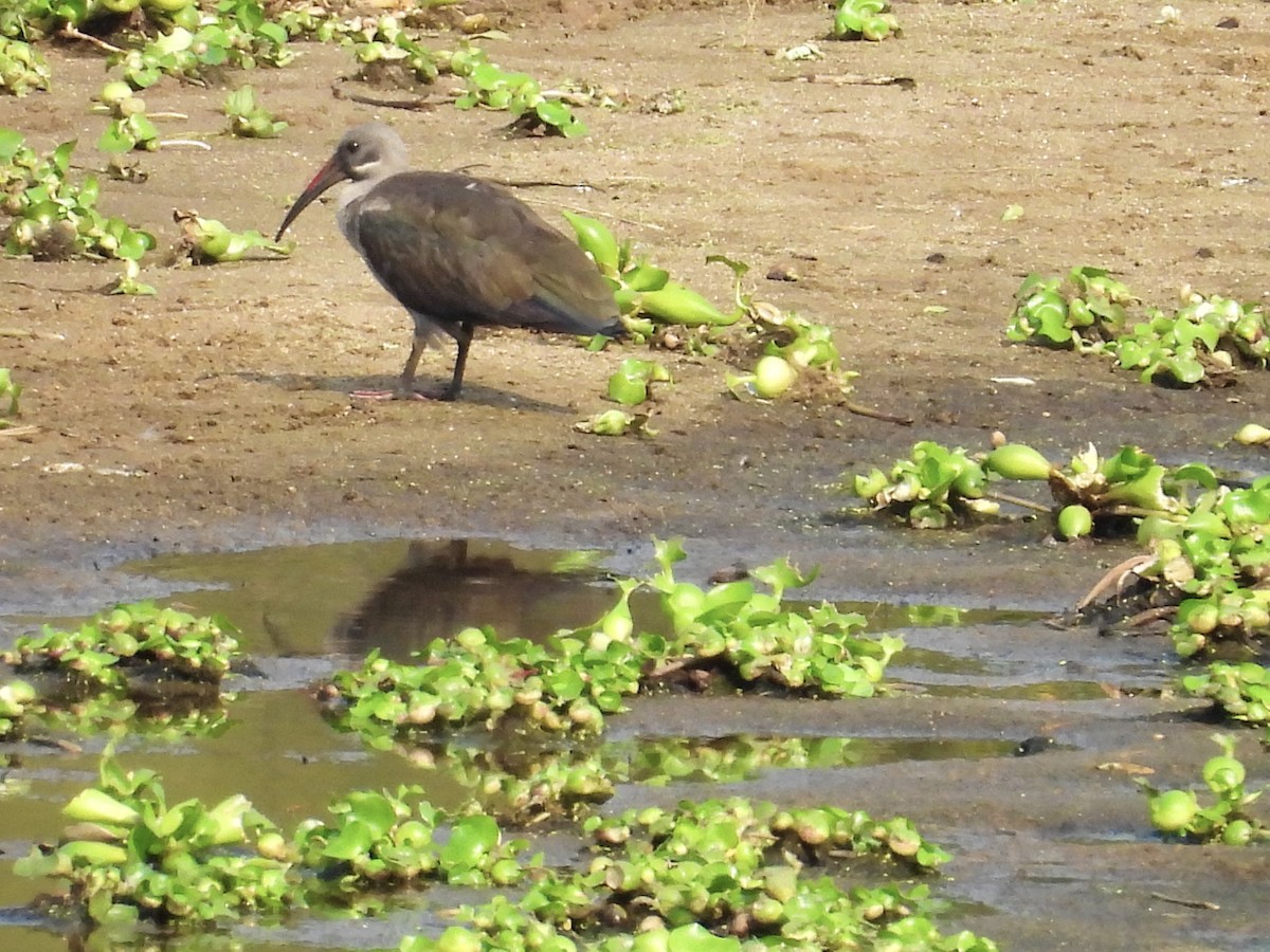 Hadada Ibis - ML624018674