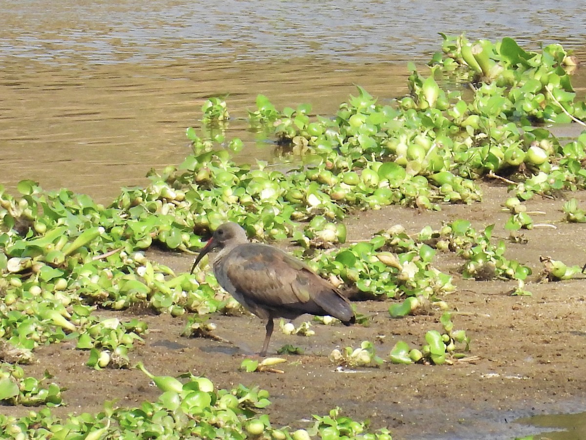 Hadada Ibis - ML624018675