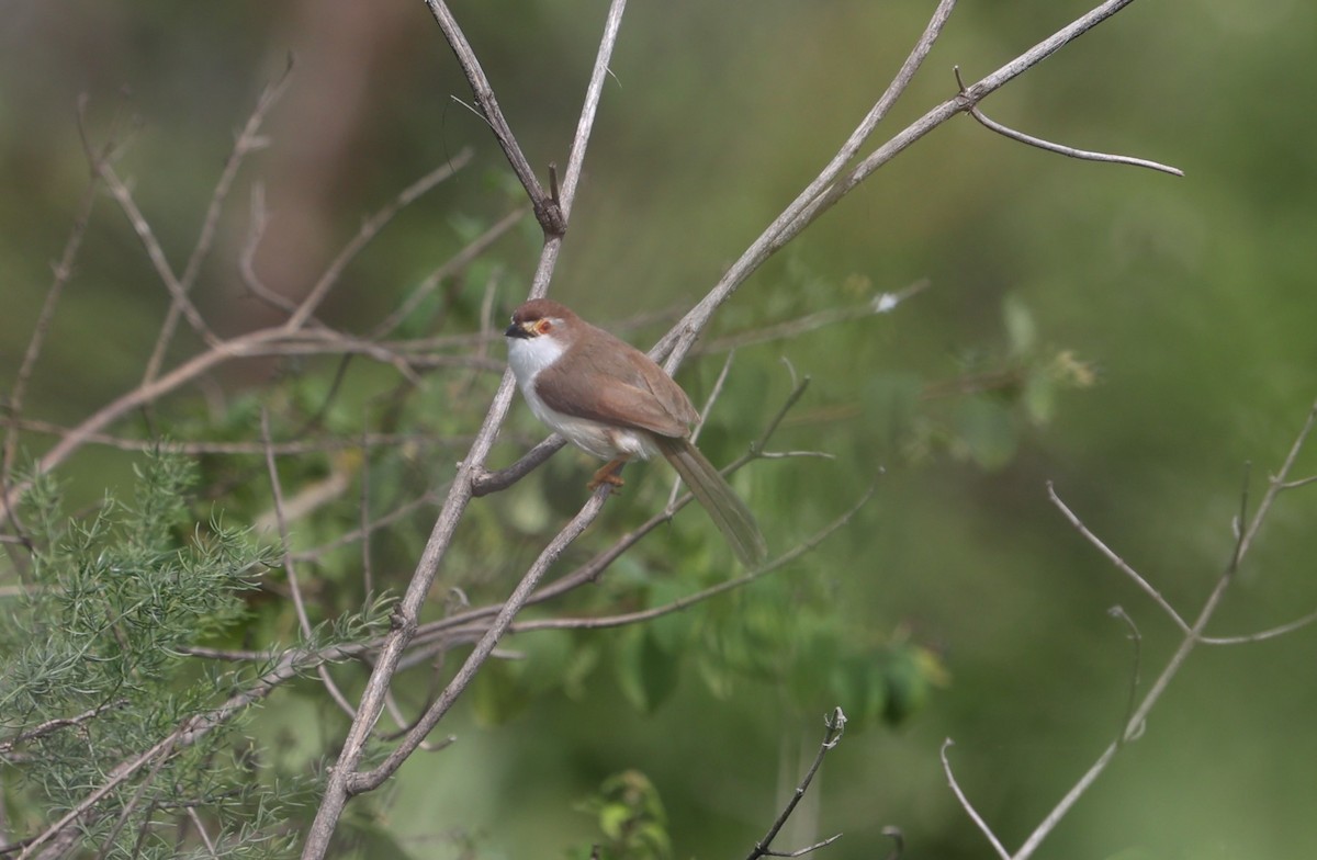 Yellow-eyed Babbler - ML624018677