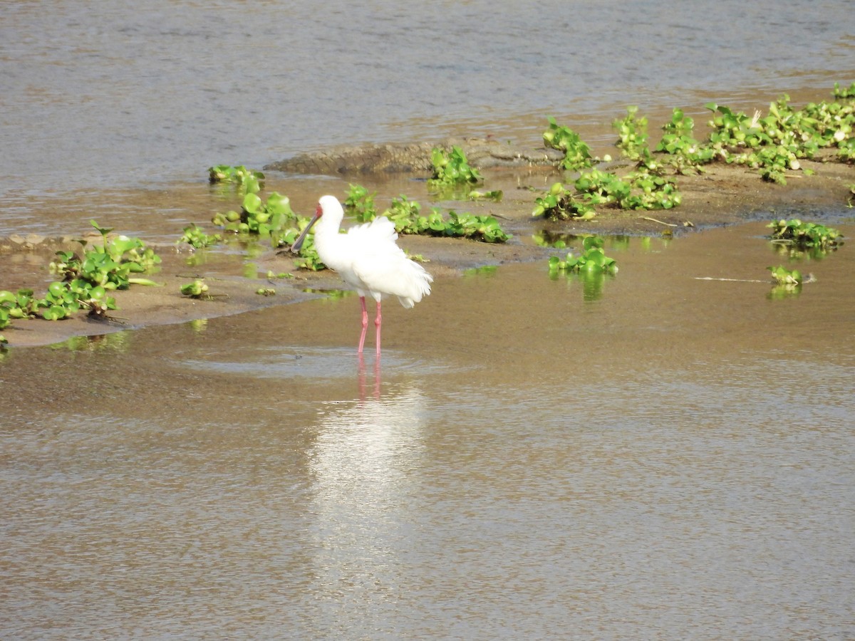 African Spoonbill - ML624018678